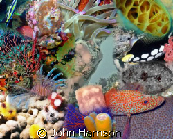 Collage with NikonosV by John Harrison 